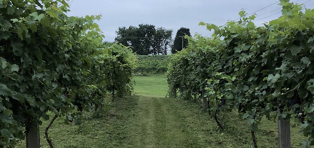 Rows of grapes in our vineyard.