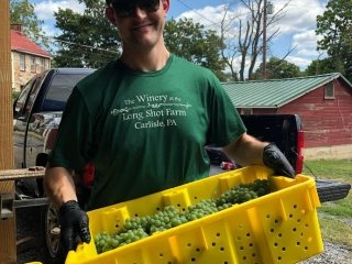 Harvesting grapes